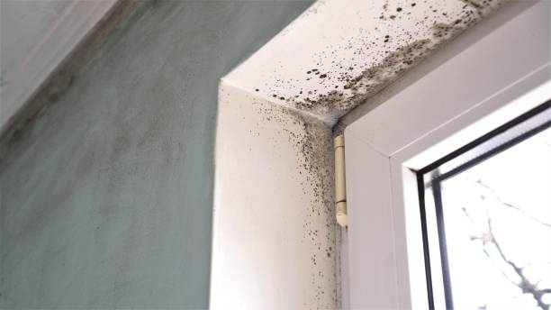 Best Bathroom Mold Remediation in Cumberland, WI
