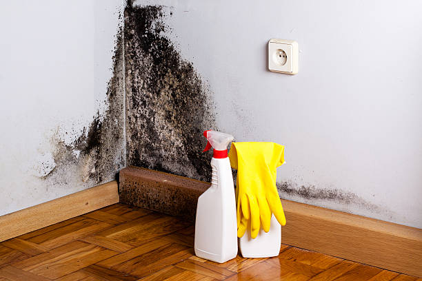 Best Residential Mold Remediation in Cumberland, WI