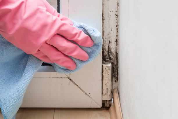 Best Health and Safety Mold Remediation in Cumberland, WI
